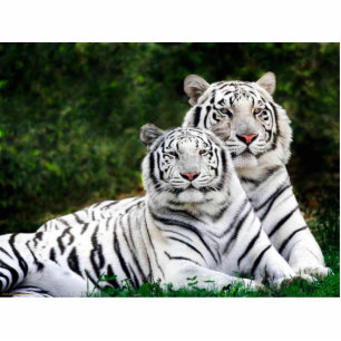 Photo Sculpture Sculpture blanche en photo de tigres