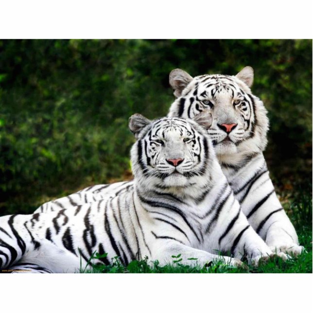 Photo Sculpture Sculpture blanche en photo de tigres (Devant)