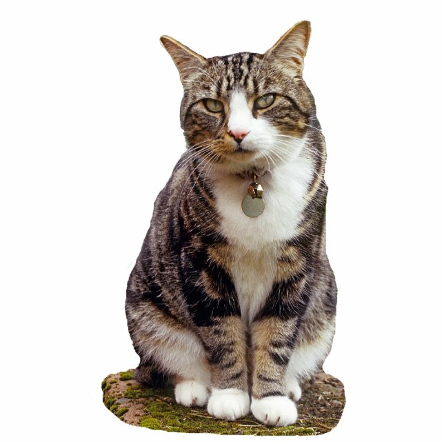 Photo Sculpture Sculpture en chat tigré (Devant)