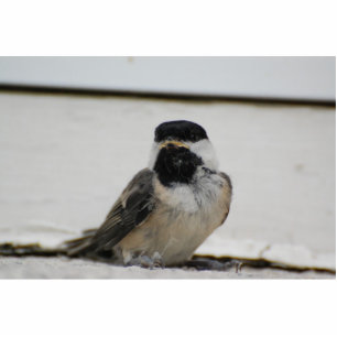 Photo Sculpture Sculpture en chickadee couverte par noir