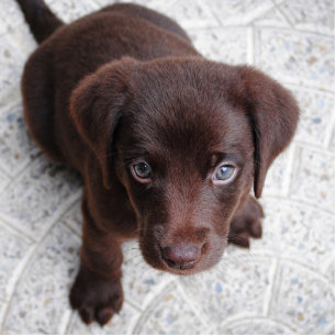 Photo Sculpture Sculpture en chiot de Labrador