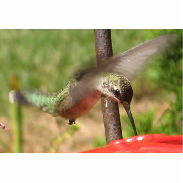 Photo Sculpture Sculpture en colibri (Devant)