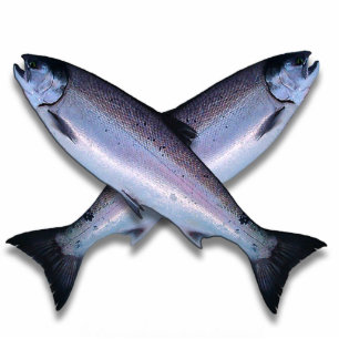Photo Sculpture Sculpture en photo de croix de saumon de Coho