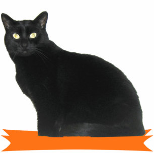Photo Sculpture Sculpture en photo de partie de Halloween de chat