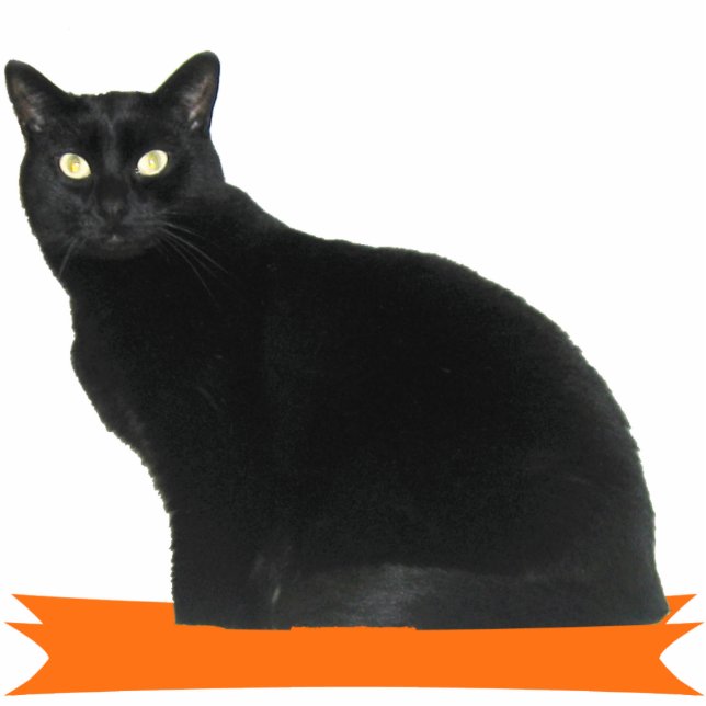 Photo Sculpture Sculpture en photo de partie de Halloween de chat (Devant)
