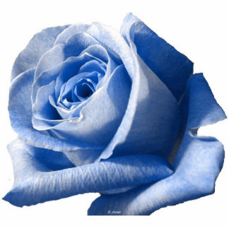 Photo Sculpture Sculpture en photo de rose de bleu