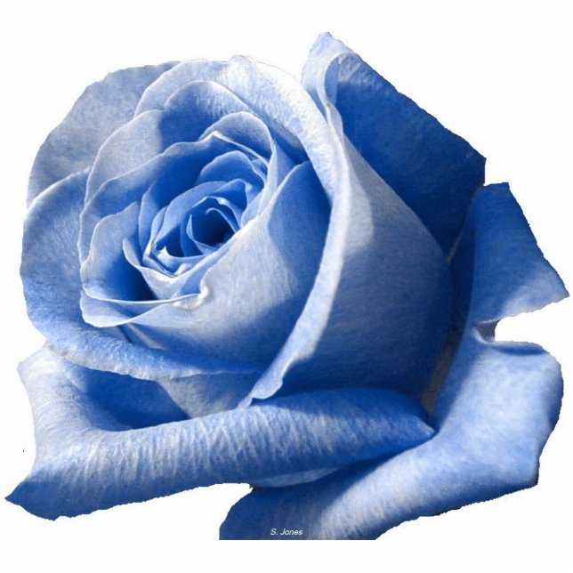 Photo Sculpture Sculpture en photo de rose de bleu (Devant)