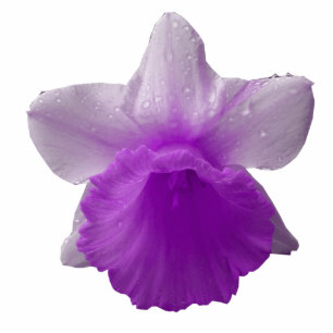Photo Sculpture Sculpture photo Daffodil Purple