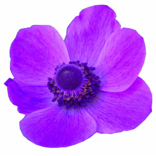 Photo Sculpture Sculpture photo de l'anémone violet