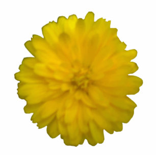 Photo Sculpture Sculpture photo Marigold jaune