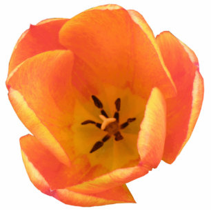 Photo Sculpture Sculpture photo Orange Tulip