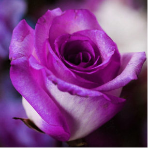 Photo Sculpture Sculpture photo Rose violet