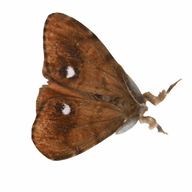 Photo Sculpture Sculpture photo Vapourer Moth (Devant)