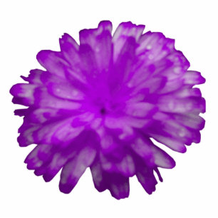 Photo Sculpture Sculpture photo violet Marigold