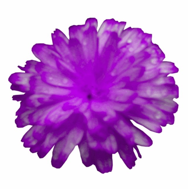 Photo Sculpture Sculpture photo violet Marigold (Devant)