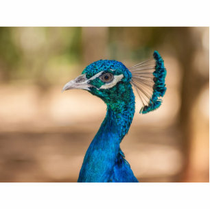Photo Sculpture Tête de Peacock
