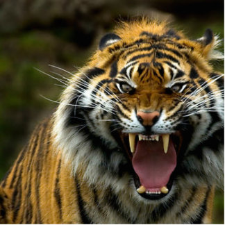 Photo Sculpture tigre fâché 2 coupé