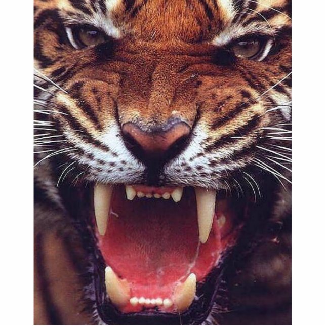 Photo Sculpture tigre fâché coupé (Devant)