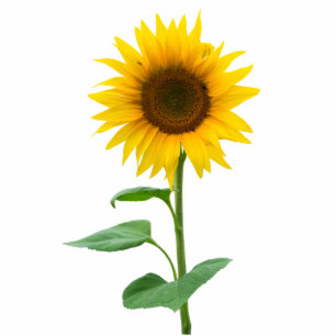 Photo Sculpture Tournesol