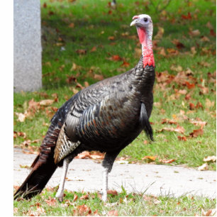 Photo Sculpture Turquie sauvage