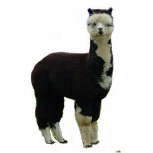 Photo Sculpture Tuxedo Alpaca