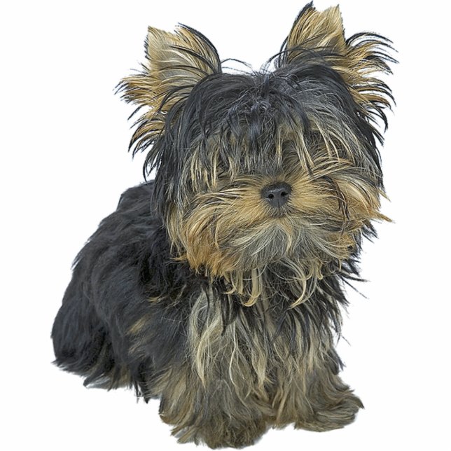Photo Sculpture Yorkshire Terrier (Devant)