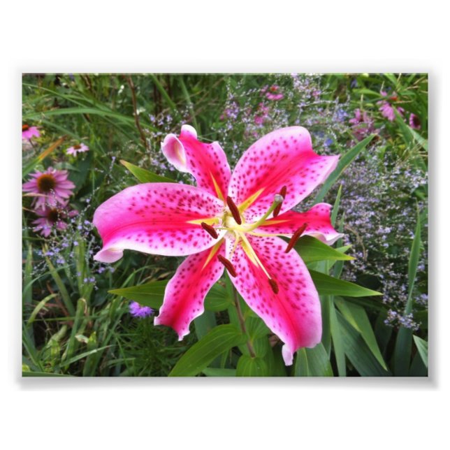 Photo : Stargazer Lily (Devant)