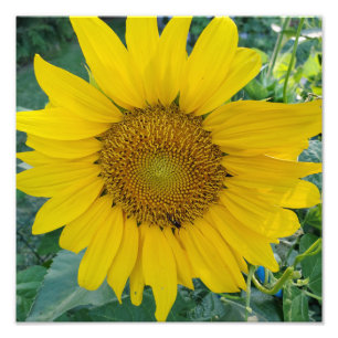 Photo sur le terrain de tournesol en fleurs de sol