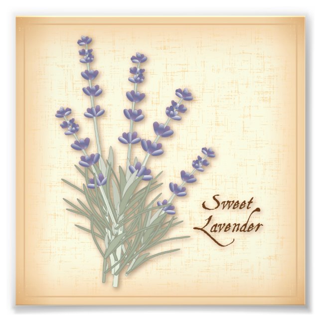 Photo Sweet Lavender (Devant)