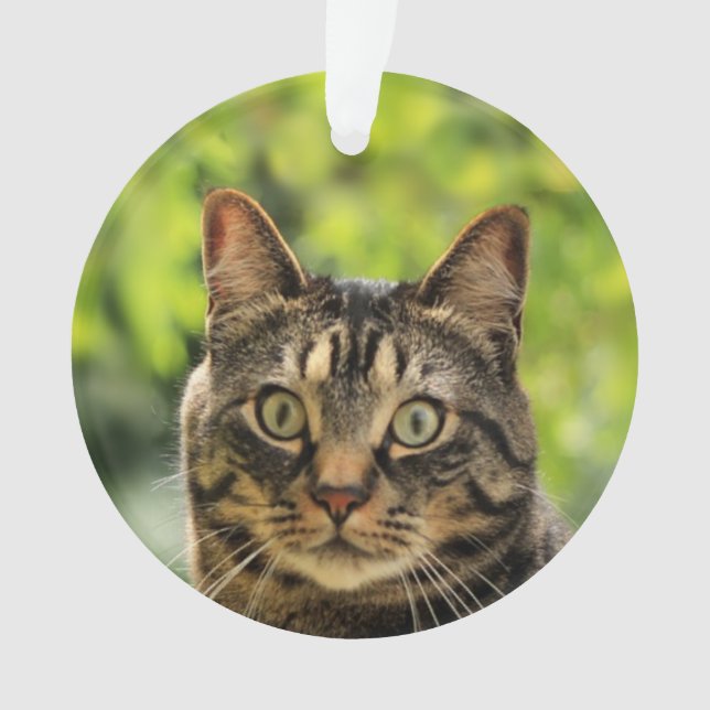 Photo tabby Brown personnalisée (devant)