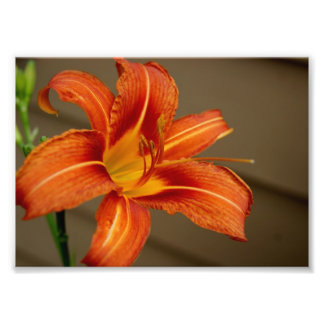 Photo Tiger Lily 5x7 Impression photographique