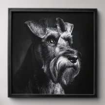 Portrait monochrome de Schnauzer