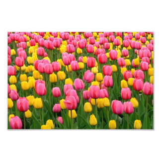 Photo Tulipes 1 Impression