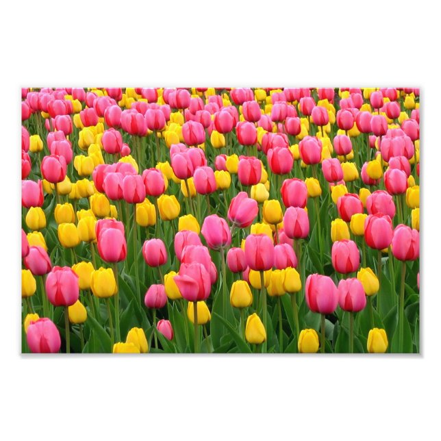 Photo Tulipes 1 Impression (Devant)