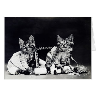 Photo vintage - chatons et approvisionnements de
