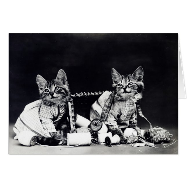 Photo vintage - chatons et approvisionnements de (Devant horizontal)