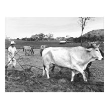 Photo vintage de l'agriculteur et des vaches mexic