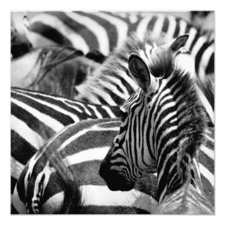 Photo Zebra