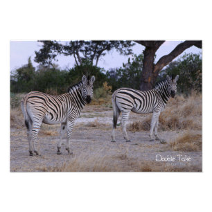Photo Zebra Double Take