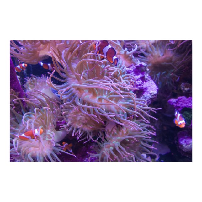 Photograph #Y008 on EXTRA LARGE Poster (Devant)