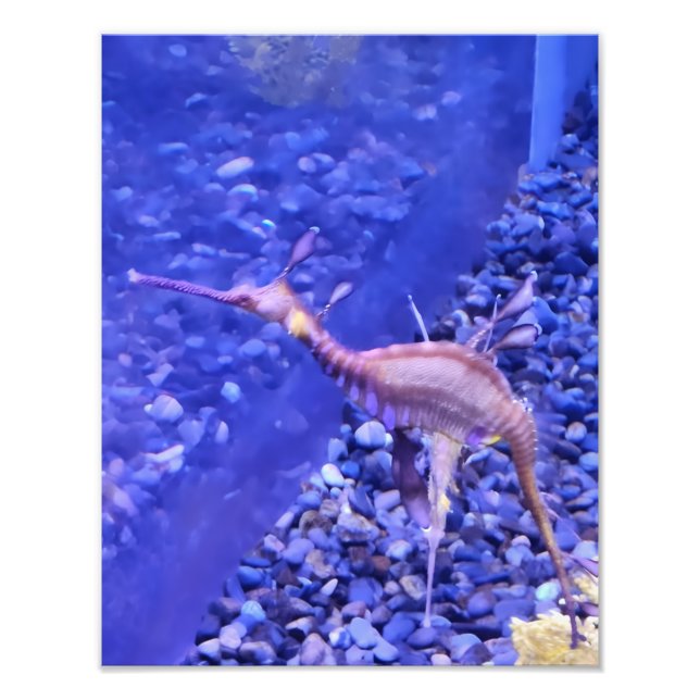 Photograph #Y040 on MEDIUM SIZE Poster (Vorne)