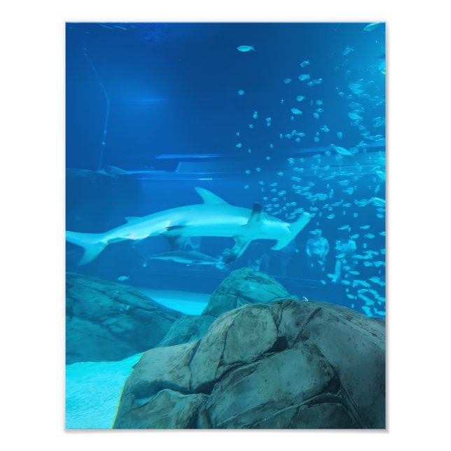 Photograph #Y044 on MEDIUM SIZE Poster (Devant)