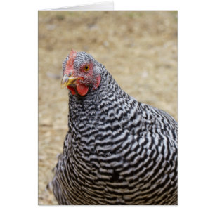 Photographe de Plymouth Barred Rock
