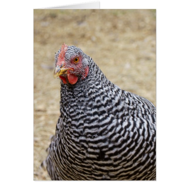 Photographe de Plymouth Barred Rock (Devant)