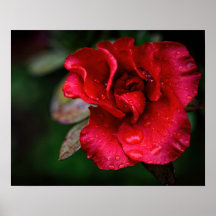 Photographic Art - Red Flower in the Rain.