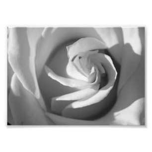Photographie à fleurs de Rose blanche