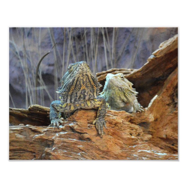Photographie avec deux lézards curieux (Devant)
