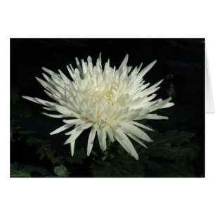 Photographie blanche de chrysanthème