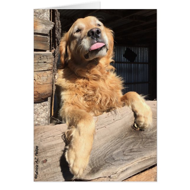 Photographie blanche de Silly Golden Retriever (Devant)