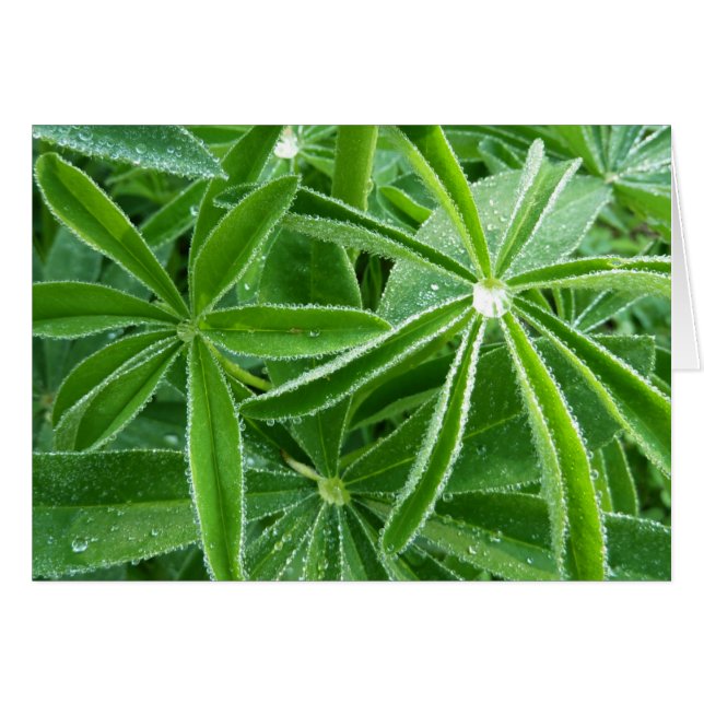 Photographie botanique Feuille de Lupin (Devant horizontal)